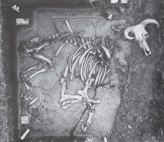 I 1983 blev endnu et urokse-skelet fundet, denne gang i Prejlerup Mose i Nordvestsjælland. Uroksen var blevet skudt med mindst ni mikrolitter, men druknede i mosen inden jægerne fik fat på den.
Foto: Nationalmuseet. Jægernes pilespidser